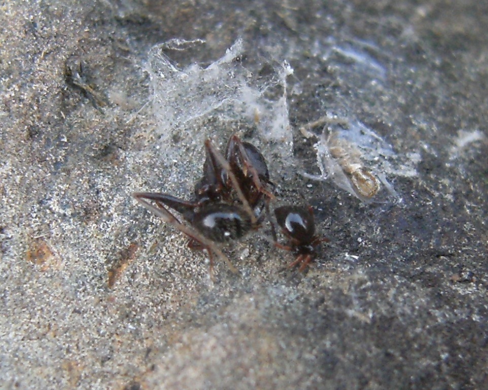 Macabro fardello: Euryopis sp.